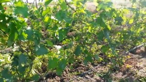 20160628 Виноград Ассоль