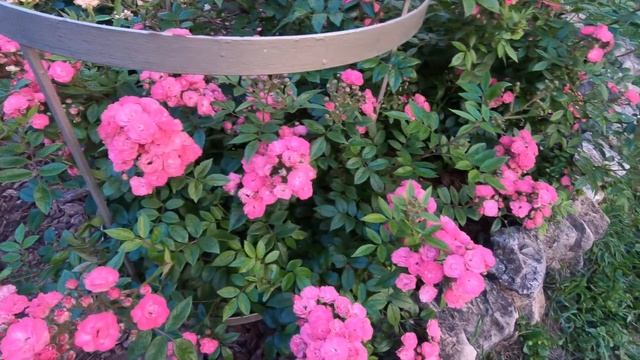 Роза мускусная Динки (Dinky) смотреть онлайн