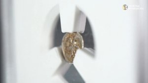 Полушка. Иван Грозный