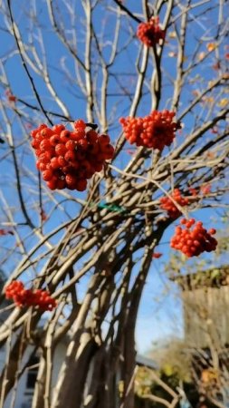 Осень под ногами на подошве
