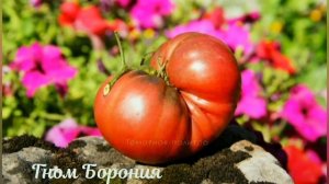 А вы сажали такие сорта томатов?
