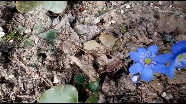 Весна в лесу_Подснежники_Кошки дома