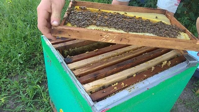 РЕВИЗИЯ ПЧЕЛ В УЛЬЕ ППС, ПЕРВЫЙ РАЗ НА СЕТКЕ! 03.08.2019 смотреть онлайн