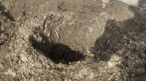 Распаковка посылок. Розы с ОКС из питомников