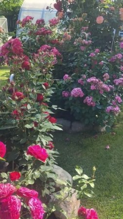 Тихий июльский вечер #сад #розы #gardenroses #gardenflowers #цветы #садоводство