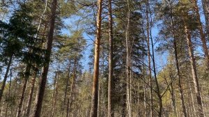 Весенний лес