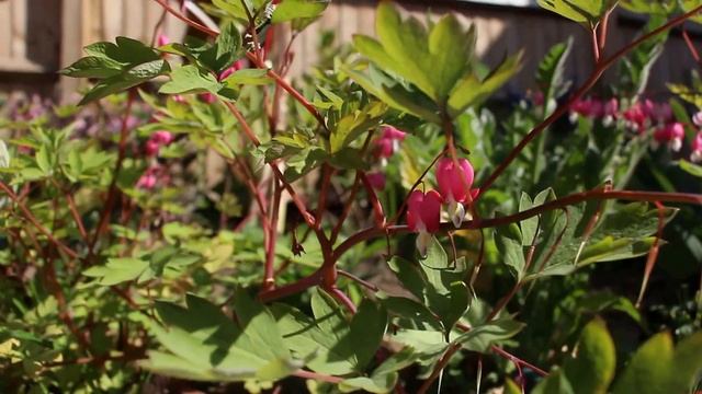 Dicentra pink heart shaped flowers at the end of bloom