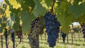 Виноград - описание, выбор сорта, необходимые условия. - Советы для сада