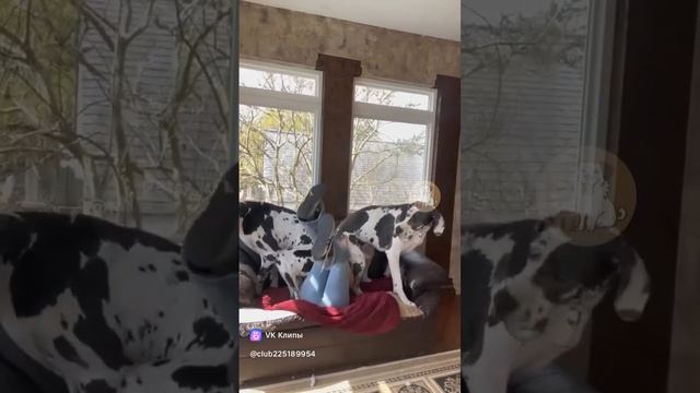 😂ох уж эти собакины 🤣