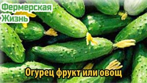 Огурец фрукт или овощ