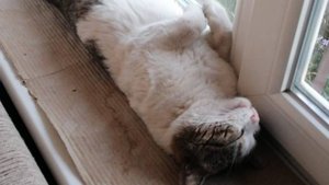 Баргариты В парк с друзьями