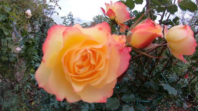 Роза шраб Лэнд Луст Land Lust Цветение роз в октябре смотреть онлайн