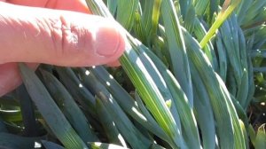 BLUE CHALKSTICKS Curio mandraliscae/Senecio mandraliscae identification, flowers, care, propagation