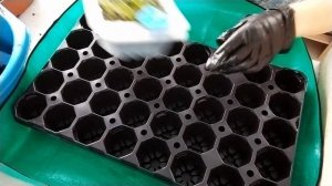 Сажаю черенки  колеуса, пикирую тимьян и гравилат чилийский!