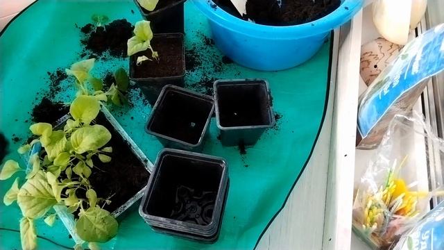 Здоровая и крепкая рассада перца и баклажанов / Как быстро рассадить