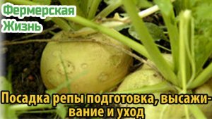 Посадка репы подготовка, высаживание и уход
