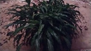 VID_20250402_204306.mp4