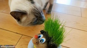 Какую траву едят кошки - обзор