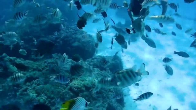 Bora Bora - Honeymoon in paradise~ смотреть онлайн