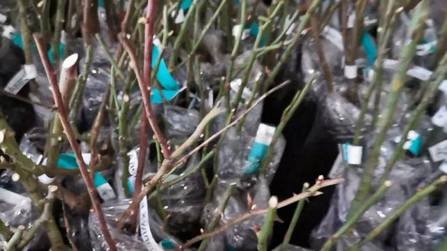 Розы Фокино. 2 февраля. Внешний вид саженцев. смотреть онлайн