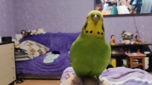 забавные Птичкины красавчики