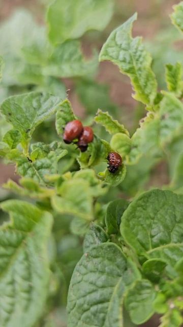 Larwy stonki podczas degustacji liści ziemniaków. смотреть онлайн