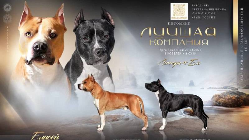 📞+7 978-716-27-20 Щенки Американский Стаффордширский терьер. Питомник "Лучшая компания"
