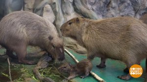 Капибар по весне считают! Доброе утро. Фрагмент выпуска от 02.04.2025