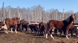 Если ваша жизнь не бьёт ключом пока, значит просто мало, мало молока