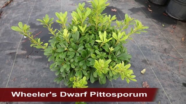 Great Low Maintenance Foundation Plants for Horticultural Zone 8. Part 1