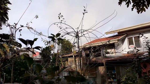 FORCING APPLE TREE TO FLOWER AND IDENTIFYING IDEAL TYPE OF APPLE TREE TO MARCOTT смотреть онлайн