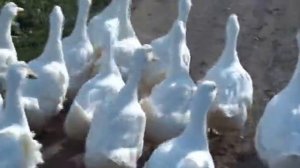 Утки весело идут под музику TATU-нас не догонят