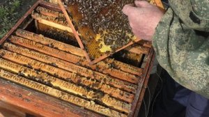 Тут расплода больше