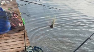 Поимки форели !!!