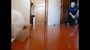 Странный кёрлинг