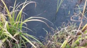 Лягушка 80 мм 28 гр №6 от Mr.Musurok в деле 🎣