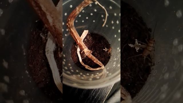 Creobroter nebulosa hunts смотреть онлайн