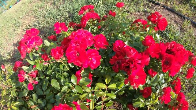 Роза Центро-роуз (Centro-Rose) смотреть онлайн