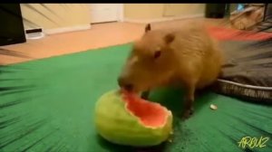 арбуз vs капибара