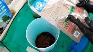 Сохраняем розы до весны / Два способа в зависимости от состояния саженца