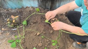 Джикама, хикама- или ямсовая фасоль.