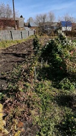 Наш любимый деревенский огород в начале октября
