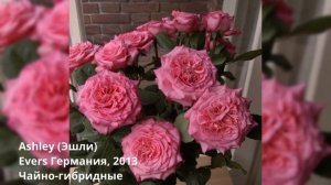 Заказ роз на весну 2023 Питомник Розы Вдохновения