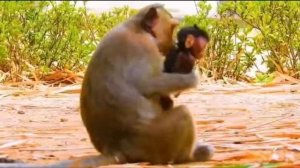 Детёнышу макаки требуется повышенное внимание и усиленное.... 1000043633.mp4