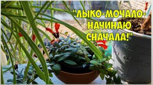 Радостный день 🧑💥 Первая цветочная посылочка. Балуша уезжает. О монетизации.