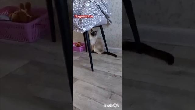 🐱Ладушка☀️грустит😊‼️ #кошки #смешныекоты #кошка Ладушка #смешные видео