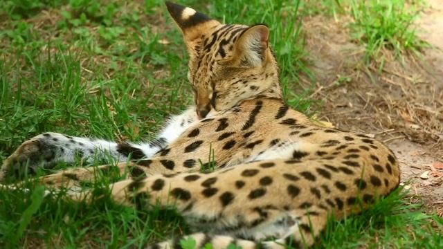 Big Cats | Wildlife | Cats | Lion, Tiger, Clouded leopard, Leopard, Jaguar, Cougar, Puma, Cat, Lynx смотреть онлайн