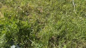 МОТИВАЦИЯ НА МЫТЬЁ ОКОН ГОСТИНЦЫ ОТ ПАПЫ// ПЕРВАЯ БАНКА ОГУРЦОВ В ЭТОМ СЕЗОНЕ// НЕРАДИВЫЙ ПРОДАВЕЦ