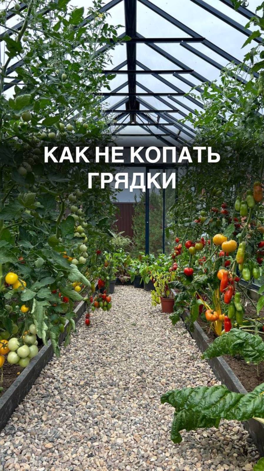 Как не копать грядки 
#огородныедела
#втеплице
#томатычерри
#рассада
#томаты