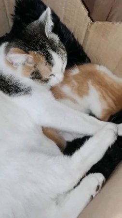 Котеечка